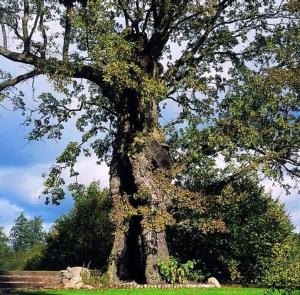 Młyn Klekotki Spa Resort