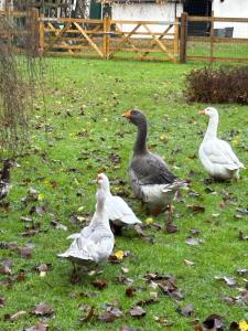 Le gîte du Cèdre, maison proche du Parc Astérix