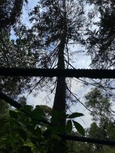 Luxury Cabin in the Forest