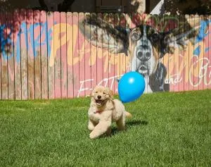 Sono Pet Clubs & Resorts VivaldiPark - Okch'ŏn-ni