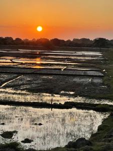 Animal View Point Yala