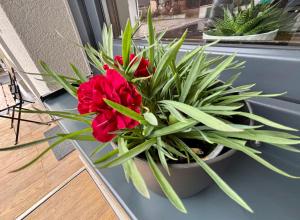 AERO Apartmaji Lesce-Bled