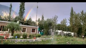 Weeping willow Nubra