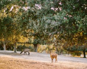 Campings Domaine Naturiste de Riva Bella : photos des chambres