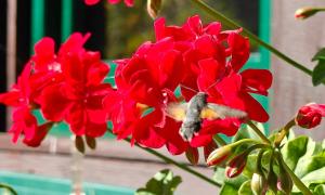 Idyllic Mountain Hütte -Gesäuse Nationalpark
