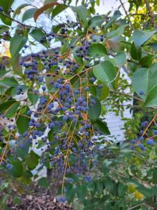 Campings Mobil-home - Le 147 aux Iscles : photos des chambres