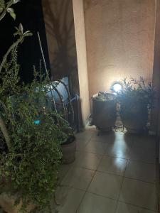 Little Oasis