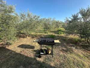 Beachfront Olive Retreat - Your Escape to Peace