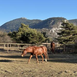 Gîtes Shamsoka - Haras de Séranon