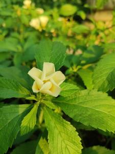 Tropical Forest Adventure Near Arenal Volcano