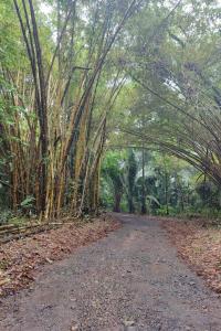 Tropical Forest Adventure Near Arenal Volcano
