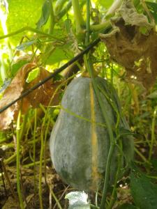 Mantiqueira lar doce lar