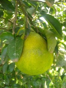 Mantiqueira lar doce lar