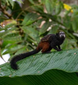 Explora Golden Lodge