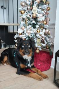 Le Boisé - spa - billard - Dogfriendly