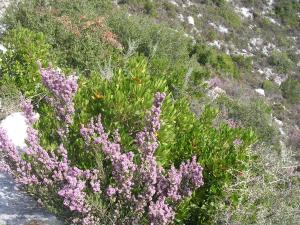 Homeberry Traditional Stone House in Tiros Arkadia Greece