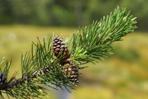 Alpenhotel Bödele - Luxus Suite 23