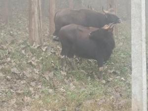 Greenways Tree House and Mud House