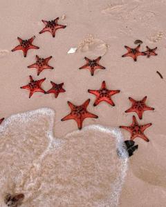 Chài Symphony Beach House Viet Nam