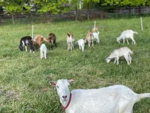 Kozi Zakątek Zofiówka - Matyldów