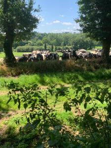 Appartements Countryside Retreat in Brittany 2 Bedrooms Sleeps 4 Pet Friendly Heated Swimming Pool Free Wifi : photos des chambres
