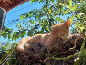 Đồng Văn 288 Homestay