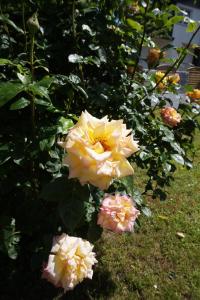 Ferienhaus Hundertmorgenfeld Wo2