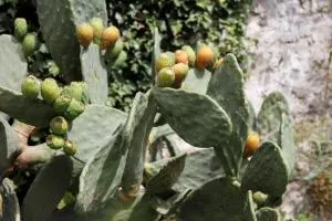 Garden Villa - Villa con frutteto nei pressi del Lago di Como - Tradate