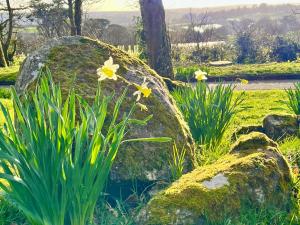 2 Bed Lodge - Sleeps 4 - Pets - Pool - Garden