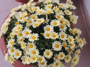 Bed and Breakfast Il Girasole