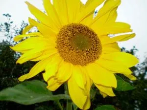 "Ferienhaus Strandläufer" - Neue Tiefe Fehmarn