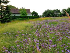 Ferienhaus Gransee unmittelbar am Stechlinsee - Radweg
