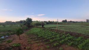 Wild Escape Thanamawila