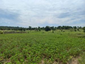 Wild Escape Thanamawila