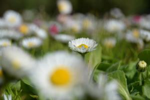 Agriturismo La Querce