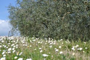 Agriturismo La Querce