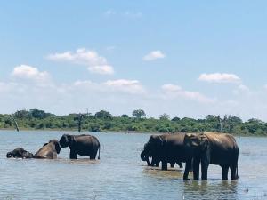 Diamond Walawa Safari Resort