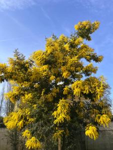 Maisons de vacances Les Suites d'Alienor-Suite Mimosa : photos des chambres