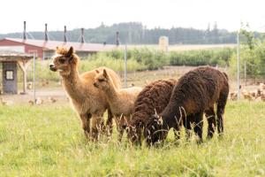 Ferienwohnung Balkon