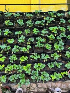 EUDORA - Hoàng Hôn