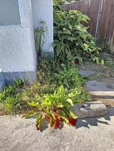 5 Beds including 3 Double Beds and 1 Double or 2 Single Sofa Beds at 22A Pererika Street