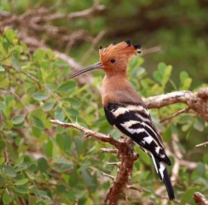 Yala Expeditions