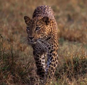 Yala Expeditions