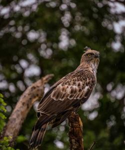 Yala Expeditions