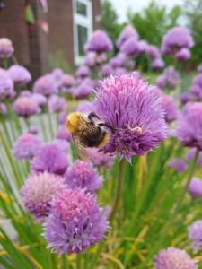 Annas Bêd & Brochje en vakantieverblijf