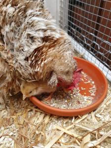 Annas Bêd & Brochje en vakantieverblijf