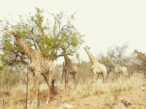 Stone cottage in Haarties