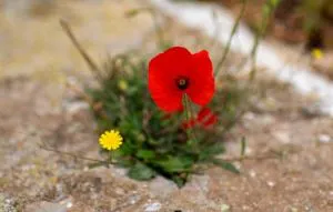 Kastellas Sunset Guest House - Flampouria