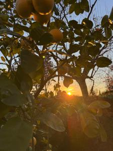 La Limonaia di Vanna
