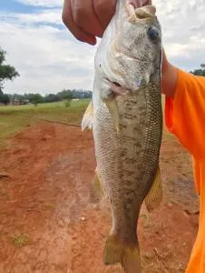 CradleLicious camp & caravan - Randfontein